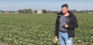 Przygotowanie plantacji truskawek do spoczynku zimowego