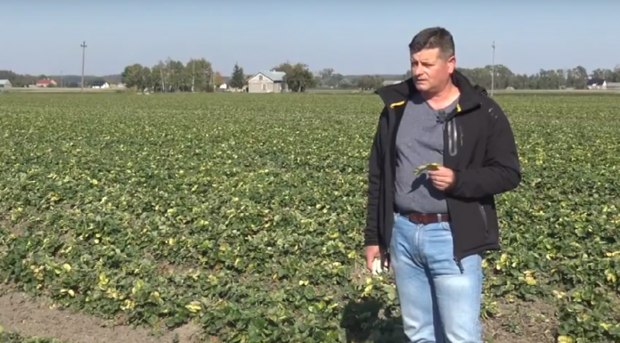 Przygotowanie plantacji truskawek do spoczynku zimowego