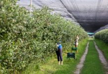 Pracownicy z Ukrainy poszukiwani! Czy branża ogrodnicza wytrzyma konkurencję na rynku pracowników z Ukrainy?
