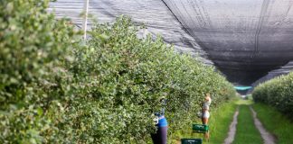 Pracownicy z Ukrainy poszukiwani! Czy branża ogrodnicza wytrzyma konkurencję na rynku pracowników z Ukrainy?