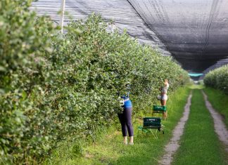 Pracownicy z Ukrainy poszukiwani! Czy branża ogrodnicza wytrzyma konkurencję na rynku pracowników z Ukrainy?