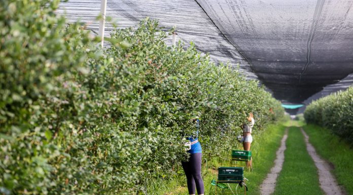 Pracownicy z Ukrainy poszukiwani! Czy branża ogrodnicza wytrzyma konkurencję na rynku pracowników z Ukrainy?