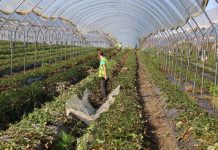 Poważny niedobór pracowników sezonowych w Wielkiej Brytanii w 2019 roku coraz bardziej realny