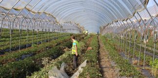 Poważny niedobór pracowników sezonowych w Wielkiej Brytanii w 2019 roku coraz bardziej realny