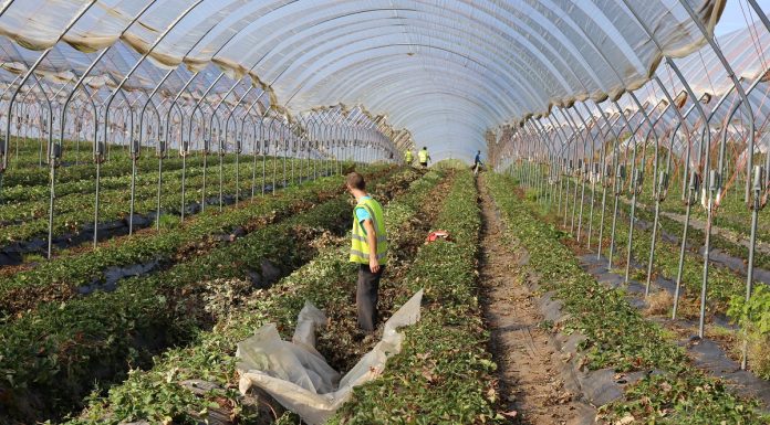 Poważny niedobór pracowników sezonowych w Wielkiej Brytanii w 2019 roku coraz bardziej realny