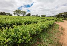 Globalny rynek borówki – międzynarodowa prasówka (Cz. 2)