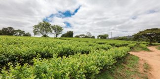 Globalny rynek borówki – międzynarodowa prasówka (Cz. 2)