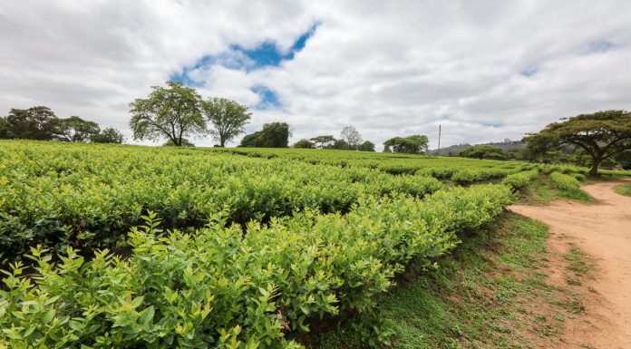Globalny rynek borówki – międzynarodowa prasówka (Cz. 2)