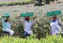 Borówkowa ekspedycja po Republice Południowej Afryki