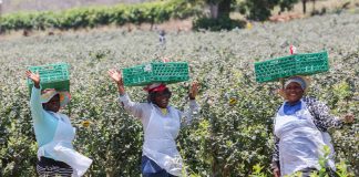 Borówkowa ekspedycja po Republice Południowej Afryki