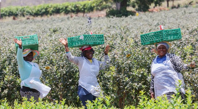Borówkowa ekspedycja po Republice Południowej Afryki