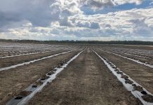 Ukraińcy podsumowują jagodowy rok 2022