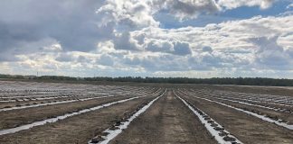 Ukraińcy podsumowują jagodowy rok 2022