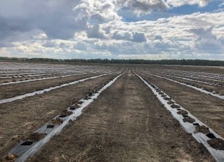 Ukraiński sektor jagodowy odporny na wojnę?