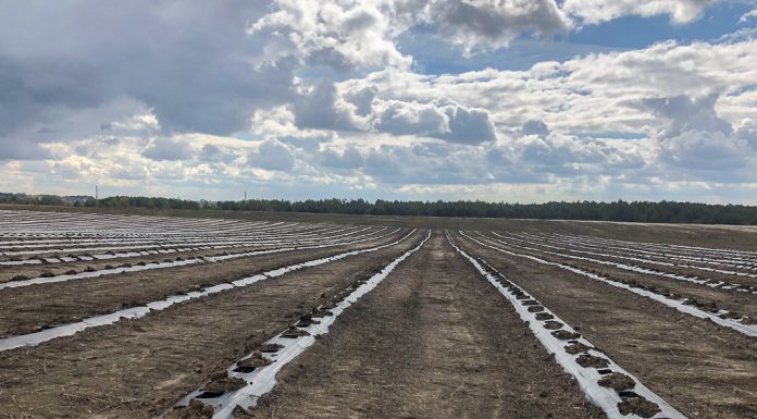 Ukraińcy podsumowują jagodowy rok 2022