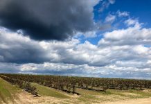 Przybywa nowych plantacji borówki w Europie. Czy mamy się czego obawiać?