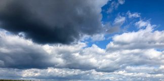 Przybywa nowych plantacji borówki w Europie. Czy mamy się czego obawiać?