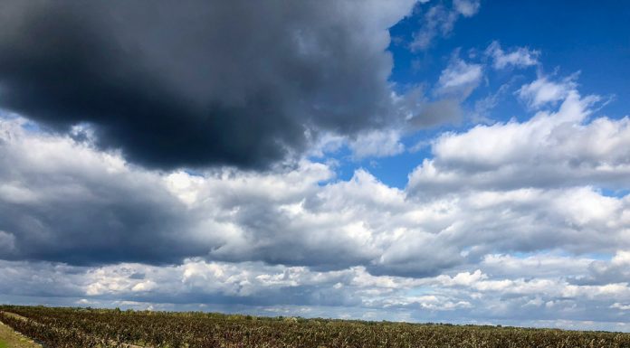 Przybywa nowych plantacji borówki w Europie. Czy mamy się czego obawiać?