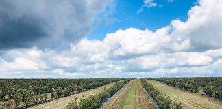 Ukraina – coraz ważniejszym graczem na rynku borówki w Europie