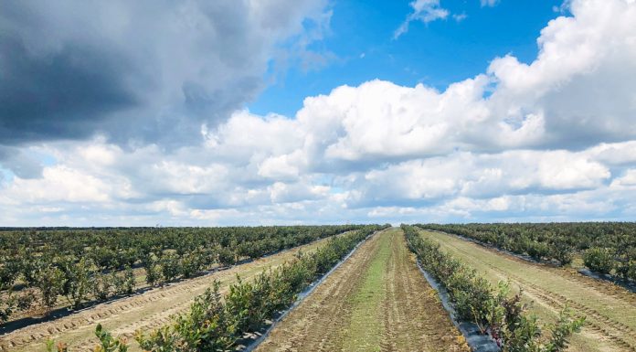 Ukraina – coraz ważniejszym graczem na rynku borówki w Europie