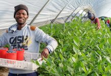 Tego nikt nie przewidział. Rekordowe ceny borówek