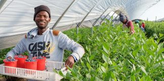 Tego nikt nie przewidział. Rekordowe ceny borówek