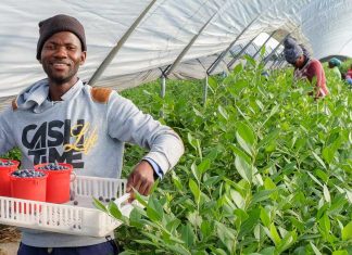 Tego nikt nie przewidział. Rekordowe ceny borówek