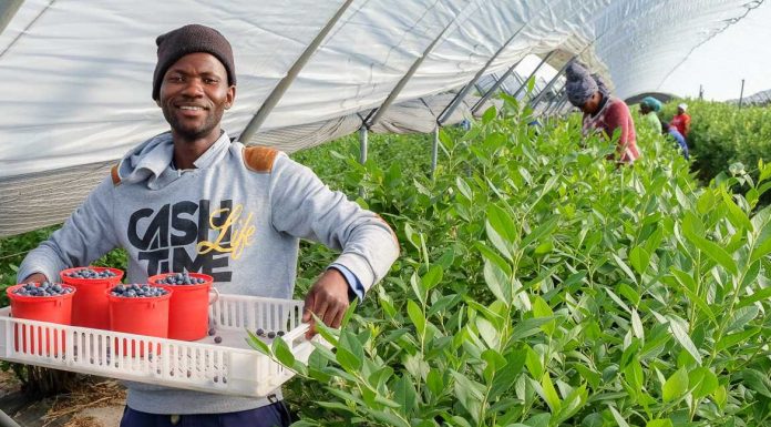 Tego nikt nie przewidział. Rekordowe ceny borówek