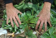 Nawadnianie truskawek metodą kroplową