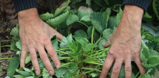 Nawadnianie truskawek metodą kroplową