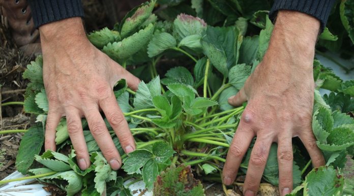 Nawadnianie truskawek metodą kroplową