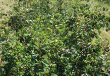 W poszukiwaniu jagodowej niszy (Cz. 2)