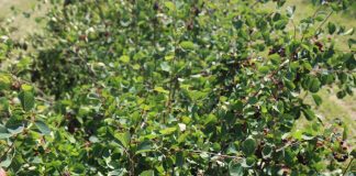 W poszukiwaniu jagodowej niszy (Cz. 2)