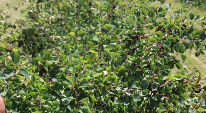 W poszukiwaniu jagodowej niszy (Cz. 2)