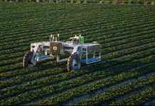 Roboty na plantacjach truskawek w USA