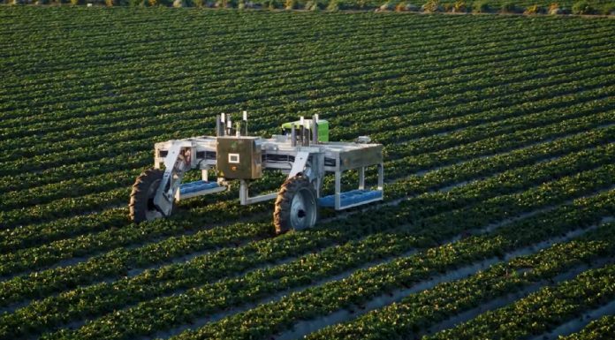 Roboty na plantacjach truskawek w USA