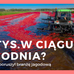 Żurawina zdominowała jagodnikowe media1