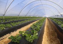 Truskawki i maliny w regionie Huelva