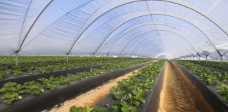 Truskawki i maliny w regionie Huelva