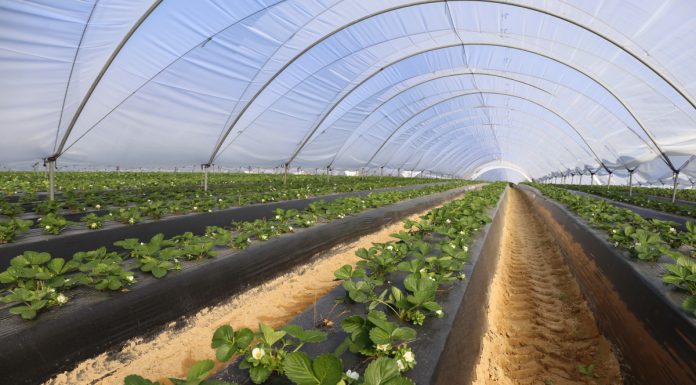 Truskawki i maliny w regionie Huelva