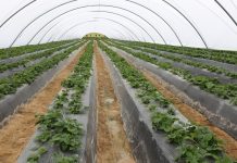 Prognoza produkcji truskawek w wybranych krajach UE