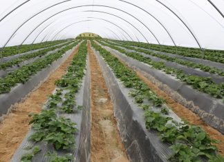 Prognoza produkcji truskawek w wybranych krajach UE