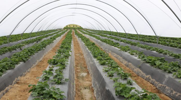 Prognoza produkcji truskawek w wybranych krajach UE