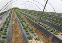 Zimno spowalnia zbiory owoców jagodowych w Hiszpanii