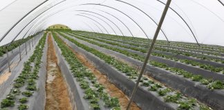 Zimno spowalnia zbiory owoców jagodowych w Hiszpanii