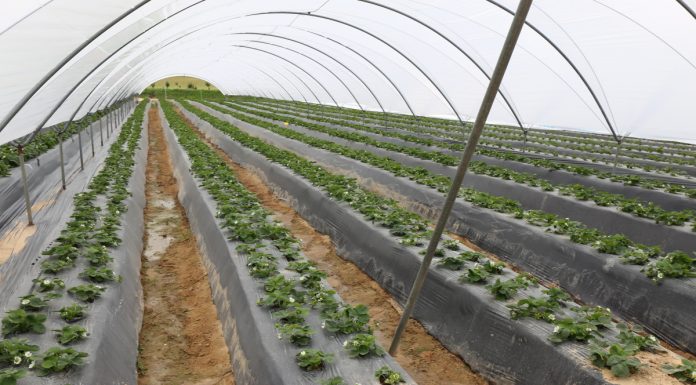 Zimno spowalnia zbiory owoców jagodowych w Hiszpanii