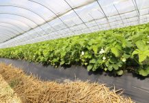 Precyzyjna fertygacja truskawek – produkty YaraTera