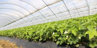 YaraTera – praktyczne aspekty fertygacji w polu i pod osłonami