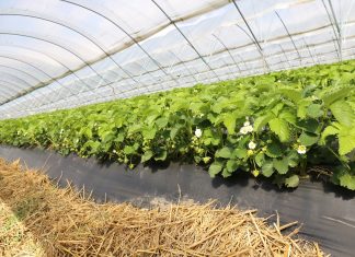 Precyzyjna fertygacja truskawek – produkty YaraTera