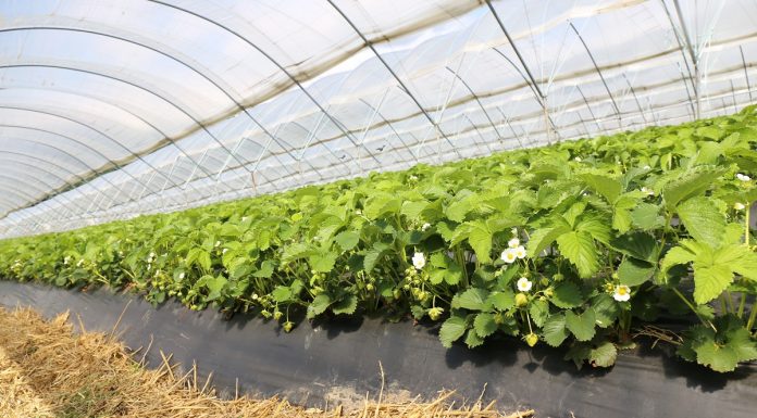 YaraTera – praktyczne aspekty fertygacji w polu i pod osłonami